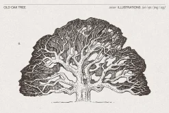 Old Oak Tree Engraving Vector