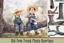 Old Tree Trunk Photo Overlays