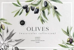 Olives. Watercolor collection