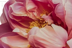 Painted Peony Botanical Florals