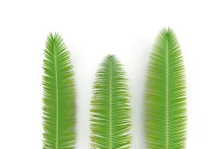 Palm branch
