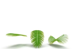 Palm branch