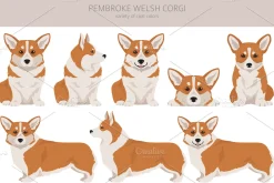 Pembroke Welsh Corgi clipart