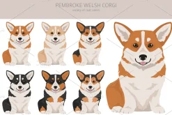 Pembroke Welsh Corgi clipart