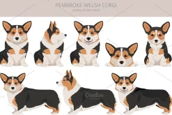 Pembroke Welsh Corgi clipart