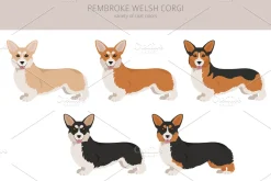 Pembroke Welsh Corgi clipart
