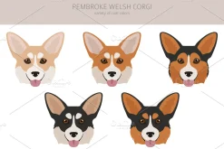 Pembroke Welsh Corgi clipart