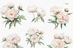 Peony Blush - Watercolor