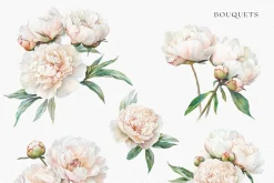 Peony Blush - Watercolor