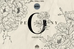 Peony line art collection
