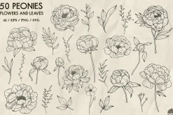 Peony line art collection