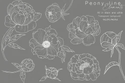 Peony Line Illustration - Flower Art