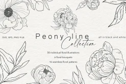 Peony Line Illustration - Flower Art