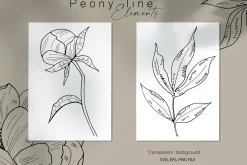 Peony Line Illustration - Flower Art
