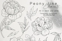 Peony Line Illustration - Flower Art
