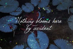 Petal Yonder: Airy Script Font