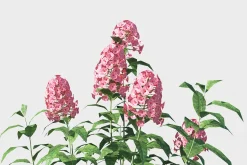 Phlox