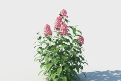 Phlox