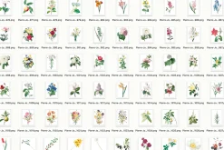 1000+ Pierre-Joseph Redoute Flowers