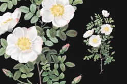 1000+ Pierre-Joseph Redoute Flowers
