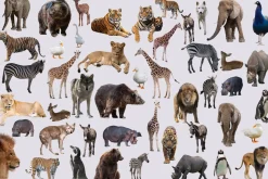 47 - PNG - ZOO ANIMALS