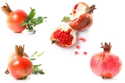 Pomegranate. PhotoSet