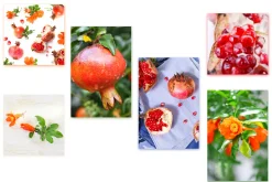 Pomegranate. PhotoSet