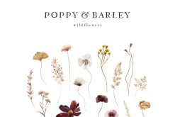 POPPY & BARLEY Autumn Wildflowers