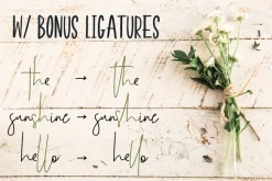 Premium Font Bundle