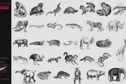 Procreate Safari Animals Stamps