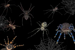 50+ Procreate spiders & webs stamps