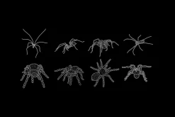 50+ Procreate spiders & webs stamps