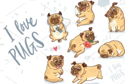 Pugs puppies