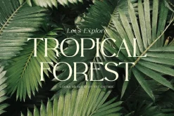 Quillen Modern Classic Serif Font LS