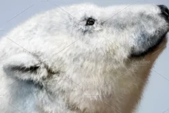 28 Realistic FUR Photoshop Brushes