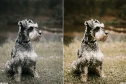 Retro Camping Lightroom Presets