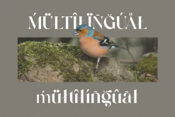 Ringreat Decorative Serif Font