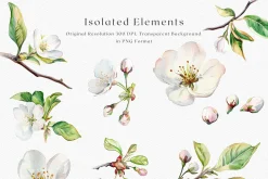 Sakura Bloom - Cherry Blossom