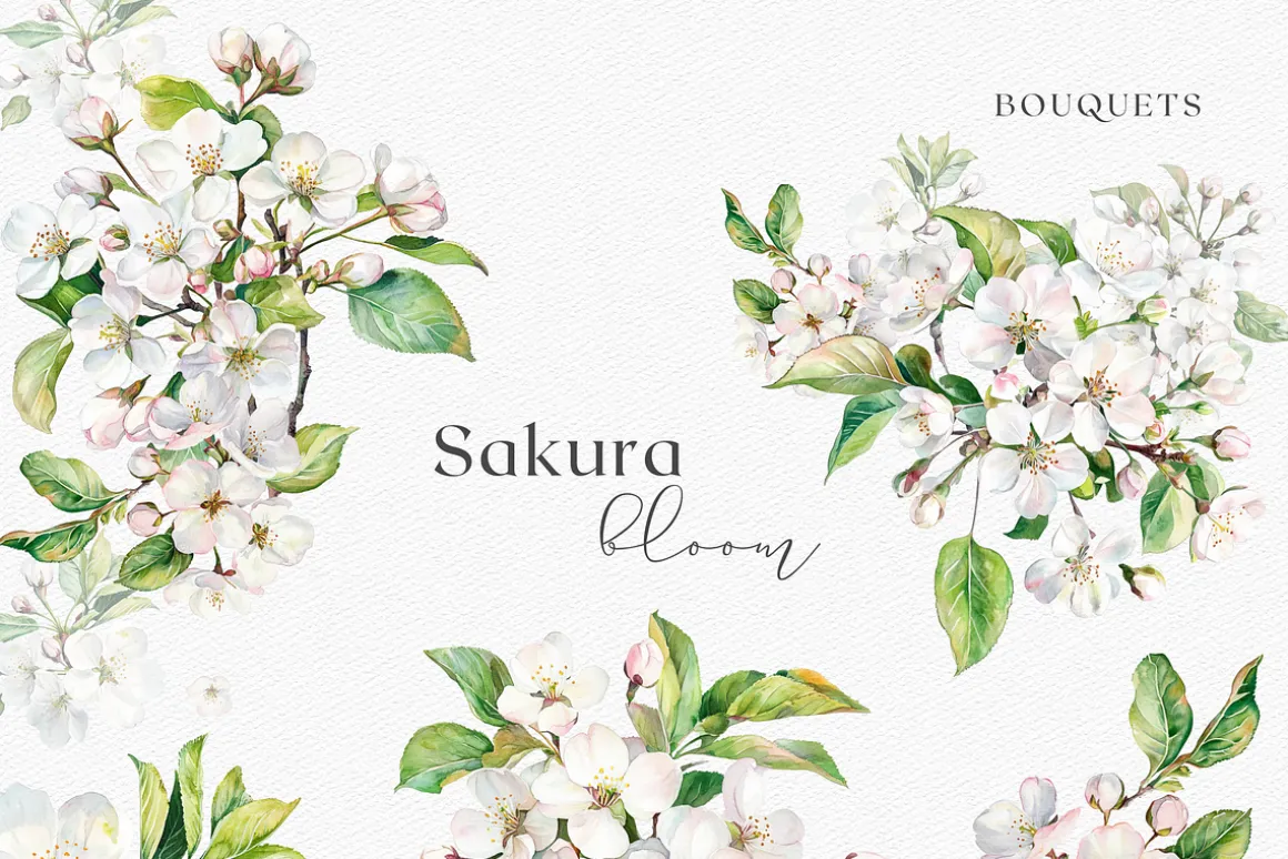 Sakura Bloom - Cherry Blossom