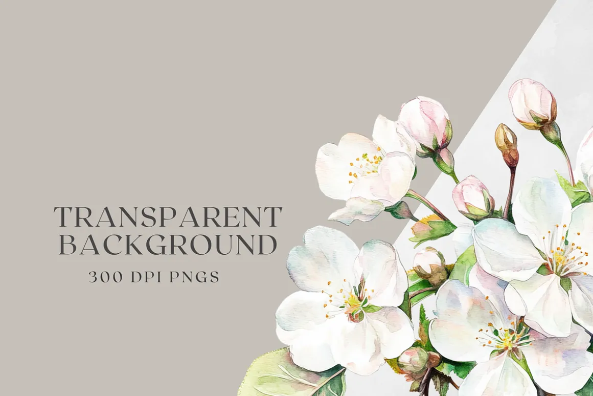 Sakura Bloom - Cherry Blossom