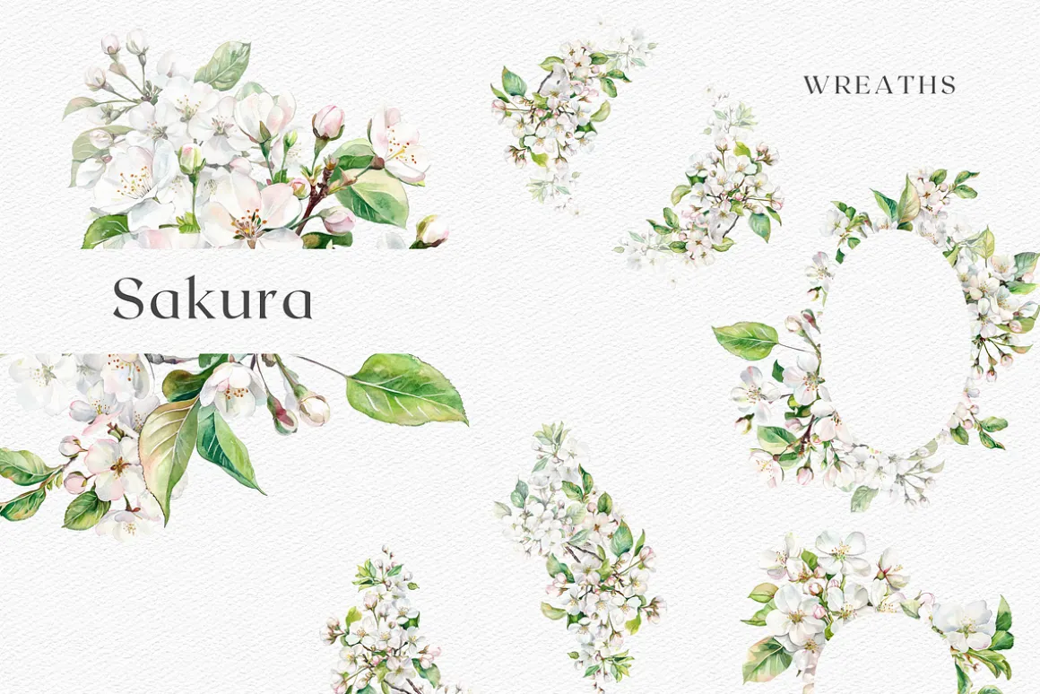 Sakura Bloom - Cherry Blossom