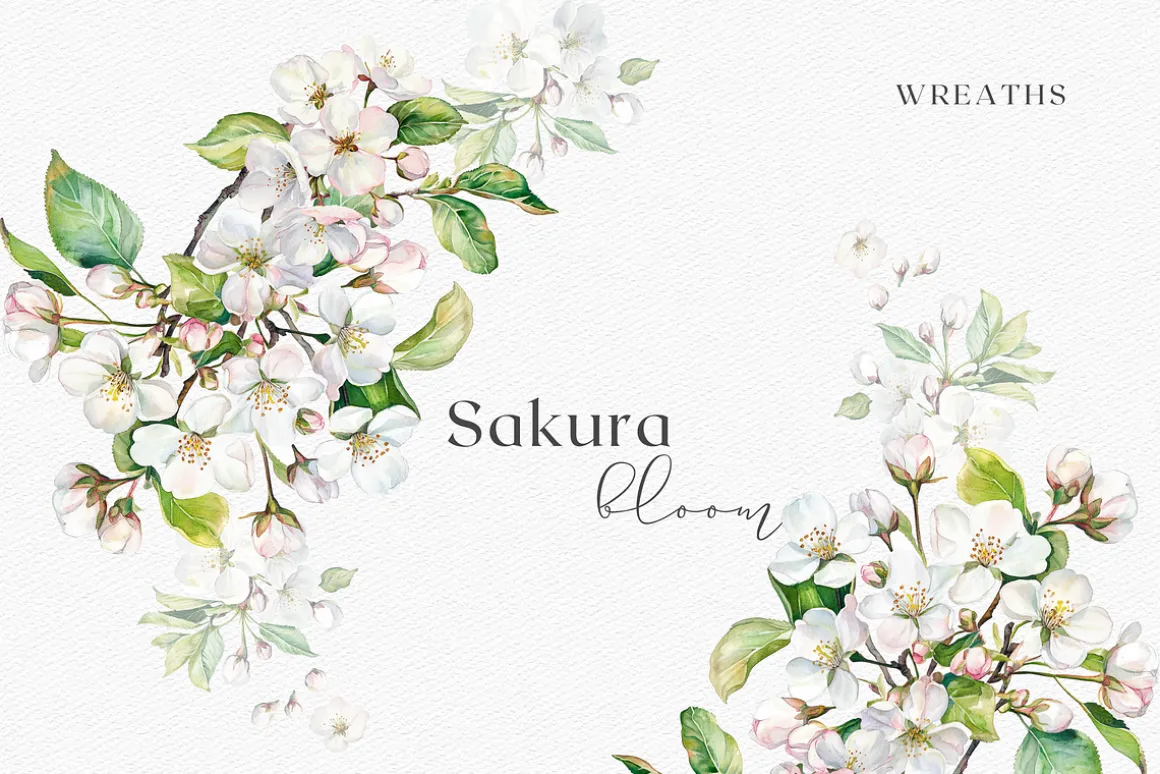 Sakura Bloom - Cherry Blossom