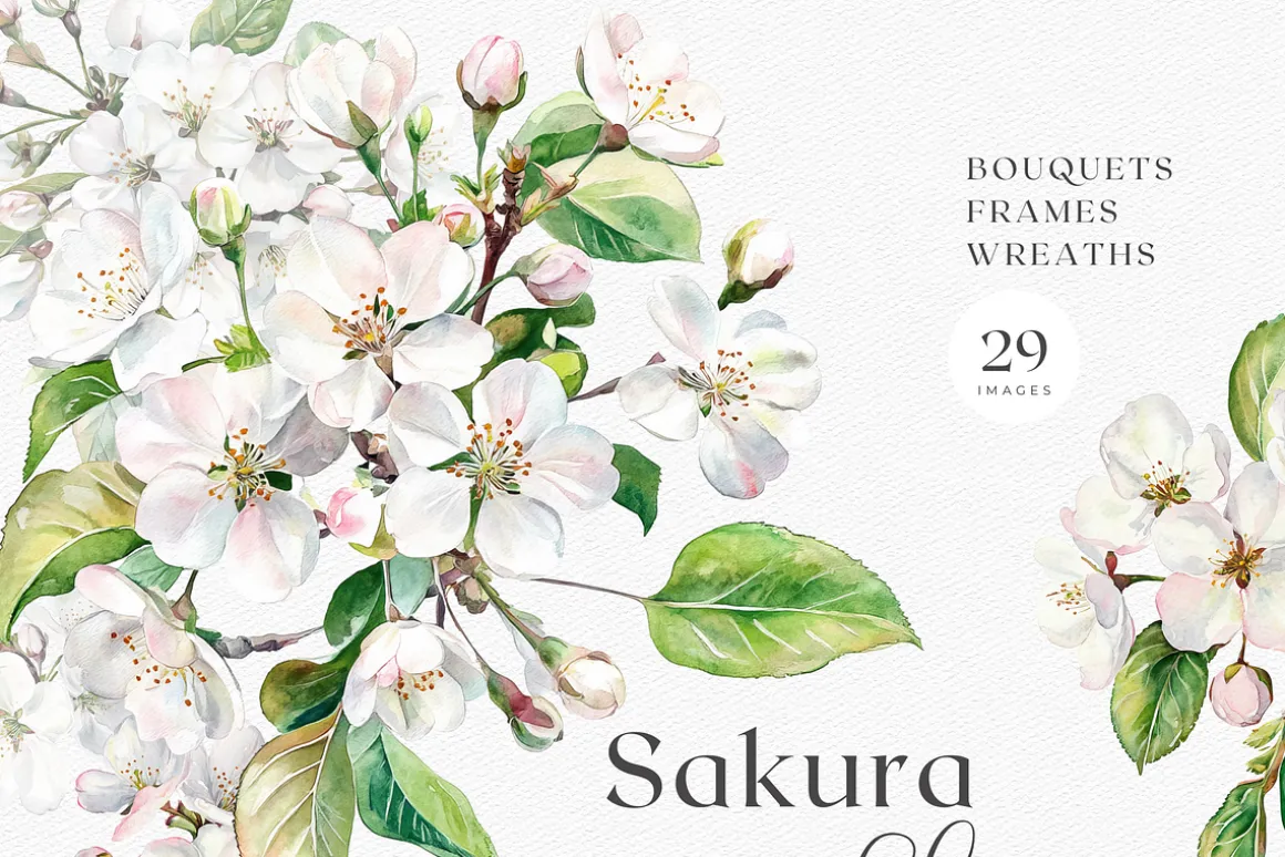 Sakura Bloom - Cherry Blossom