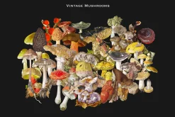 SALE! 3000+ Vintage Collage Bundle