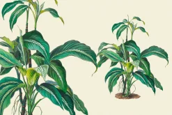 SALE! Botanical Heaven-Illustrations
