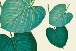 SALE! Botanical Heaven-Illustrations