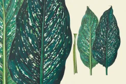 SALE! Botanical Heaven-Illustrations