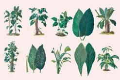 SALE! Botanical Heaven-Illustrations