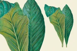 SALE! Botanical Heaven-Illustrations