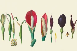 SALE! Botanical Heaven-Illustrations